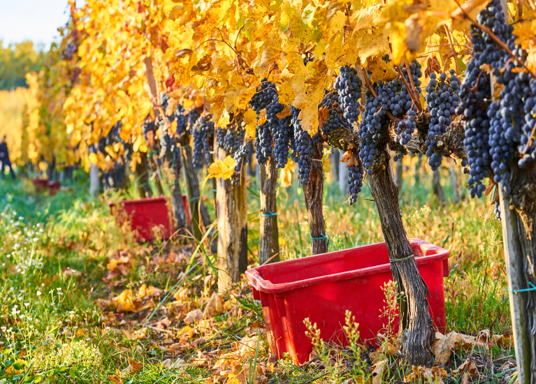 Lorem ipsum dolor sit